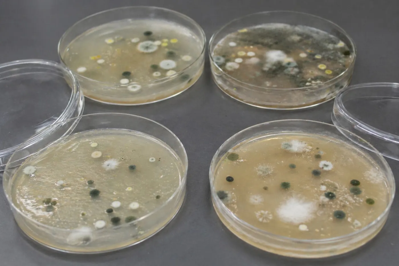 Cajas de Petri con colonias de microorganismos de un muestreo de ambientes