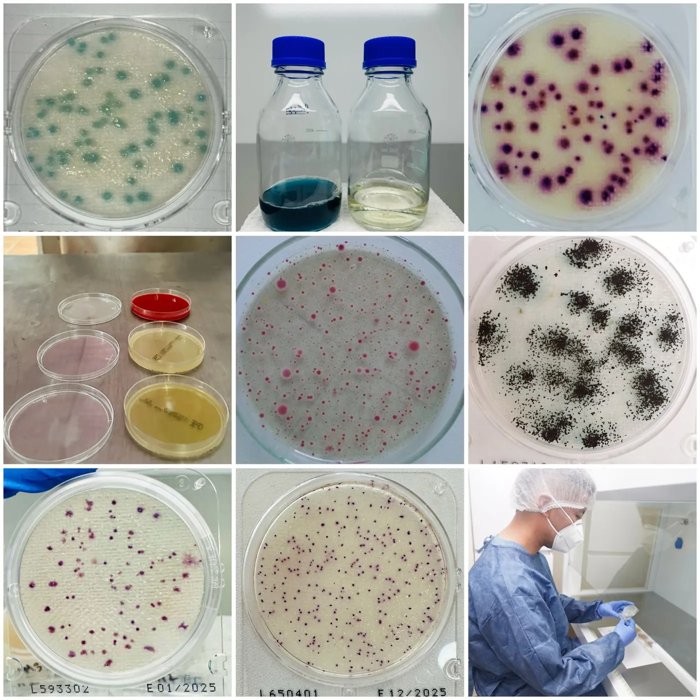 Collage de cultivos microbiológicos en cajas de Petri